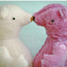 bear belly kiss